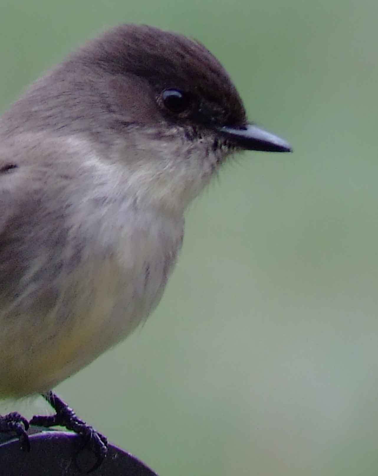 art, binoculars, bird, bird watching, birder, birdwatching, C and O Canal, C&O Canal, camera, camping, Class: Aves, Dark grayish brown back and head, DC, Dick Maley, digiscoping, Digital Camera, Eastern Phoebe, fee-bee, first banded bird in North America, Fuji Digital Camera S9600, Google Images, hiking, Hughes Hollow, Hunting Quarter Road, images, information, John James Audubon, Lighter underparts, loner, Marsh, Maryland, mating, MD, Montgomery County, nature, No eyering or conspicuous wingbars, North America, photo, photograph, photography, Photoshop, picture, Poolesville, Potomac, Potomac Maryland, refractor, Richard Maley, river, Sexes alike, Small songbird, species, telephoto, telescope, USA, Wags tail, Washington, Wetlands