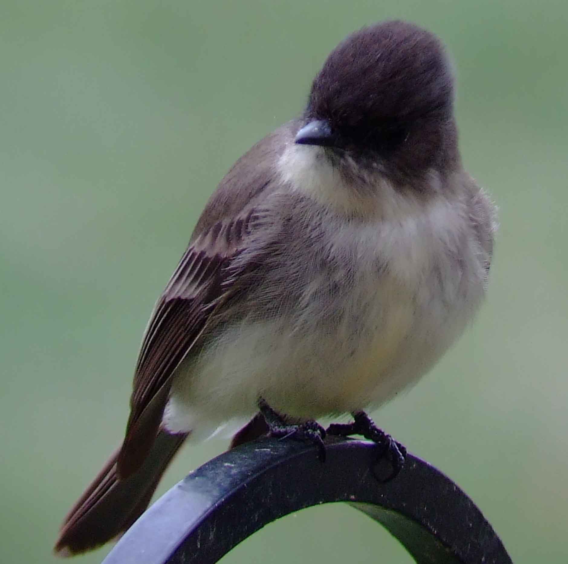 art, binoculars, bird, bird watching, birder, birdwatching, C and O Canal, C&O Canal, camera, camping, Class: Aves, Dark grayish brown back and head, DC, Dick Maley, digiscoping, Digital Camera, Eastern Phoebe, fee-bee, first banded bird in North America, Fuji Digital Camera S9600, Google Images, hiking, Hughes Hollow, Hunting Quarter Road, images, information, John James Audubon, Lighter underparts, loner, Marsh, Maryland, mating, MD, Montgomery County, nature, No eyering or conspicuous wingbars, North America, photo, photograph, photography, Photoshop, picture, Poolesville, Potomac, Potomac Maryland, refractor, Richard Maley, river, Sexes alike, Small songbird, species, telephoto, telescope, USA, Wags tail, Washington, Wetlands