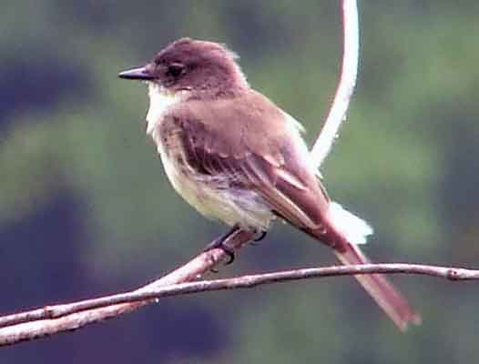 art, binoculars, bird, bird watching, birder, birdwatching, C and O Canal, C&O Canal, camera, camping, Class: Aves, Dark grayish brown back and head, DC, Dick Maley, digiscoping, Digital Camera, Eastern Phoebe, fee-bee, first banded bird in North America, Fuji Digital Camera S9600, Google Images, hiking, Hughes Hollow, Hunting Quarter Road, images, information, John James Audubon, Lighter underparts, loner, Marsh, Maryland, mating, MD, Montgomery County, nature, No eyering or conspicuous wingbars, North America, photo, photograph, photography, Photoshop, picture, Poolesville, Potomac, Potomac Maryland, refractor, Richard Maley, river, Sexes alike, Small songbird, species, telephoto, telescope, USA, Wags tail, Washington, Wetlands