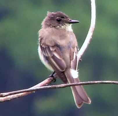 art, binoculars, bird, bird watching, birder, birdwatching, C and O Canal, C&O Canal, camera, camping, Class: Aves, Dark grayish brown back and head, DC, Dick Maley, digiscoping, Digital Camera, Eastern Phoebe, fee-bee, first banded bird in North America, Fuji Digital Camera S9600, Google Images, hiking, Hughes Hollow, Hunting Quarter Road, images, information, John James Audubon, Lighter underparts, loner, Marsh, Maryland, mating, MD, Montgomery County, nature, No eyering or conspicuous wingbars, North America, photo, photograph, photography, Photoshop, picture, Poolesville, Potomac, Potomac Maryland, refractor, Richard Maley, river, Sexes alike, Small songbird, species, telephoto, telescope, USA, Wags tail, Washington, Wetlands