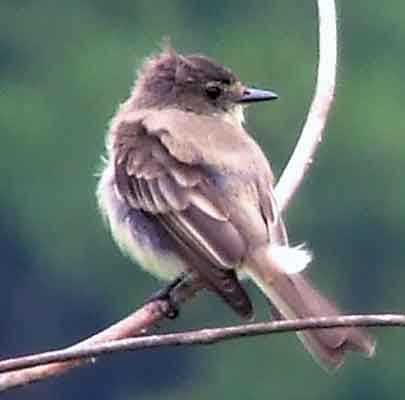 art, binoculars, bird, bird watching, birder, birdwatching, C and O Canal, C&O Canal, camera, camping, Class: Aves, Dark grayish brown back and head, DC, Dick Maley, digiscoping, Digital Camera, Eastern Phoebe, fee-bee, first banded bird in North America, Fuji Digital Camera S9600, Google Images, hiking, Hughes Hollow, Hunting Quarter Road, images, information, John James Audubon, Lighter underparts, loner, Marsh, Maryland, mating, MD, Montgomery County, nature, No eyering or conspicuous wingbars, North America, photo, photograph, photography, Photoshop, picture, Poolesville, Potomac, Potomac Maryland, refractor, Richard Maley, river, Sexes alike, Small songbird, species, telephoto, telescope, USA, Wags tail, Washington, Wetlands