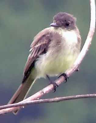 art, binoculars, bird, bird watching, birder, birdwatching, C and O Canal, C&O Canal, camera, camping, Class: Aves, Dark grayish brown back and head, DC, Dick Maley, digiscoping, Digital Camera, Eastern Phoebe, fee-bee, first banded bird in North America, Fuji Digital Camera S9600, Google Images, hiking, Hughes Hollow, Hunting Quarter Road, images, information, John James Audubon, Lighter underparts, loner, Marsh, Maryland, mating, MD, Montgomery County, nature, No eyering or conspicuous wingbars, North America, photo, photograph, photography, Photoshop, picture, Poolesville, Potomac, Potomac Maryland, refractor, Richard Maley, river, Sexes alike, Small songbird, species, telephoto, telescope, USA, Wags tail, Washington, Wetlands