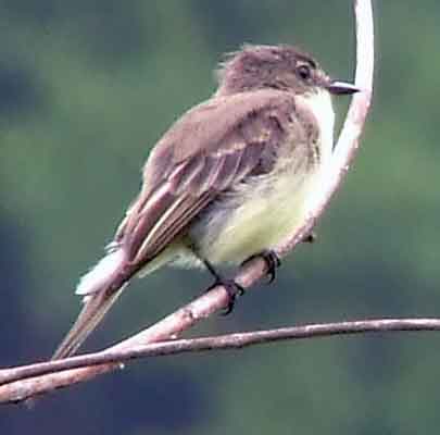 art, binoculars, bird, bird watching, birder, birdwatching, C and O Canal, C&O Canal, camera, camping, Class: Aves, Dark grayish brown back and head, DC, Dick Maley, digiscoping, Digital Camera, Eastern Phoebe, fee-bee, first banded bird in North America, Fuji Digital Camera S9600, Google Images, hiking, Hughes Hollow, Hunting Quarter Road, images, information, John James Audubon, Lighter underparts, loner, Marsh, Maryland, mating, MD, Montgomery County, nature, No eyering or conspicuous wingbars, North America, photo, photograph, photography, Photoshop, picture, Poolesville, Potomac, Potomac Maryland, refractor, Richard Maley, river, Sexes alike, Small songbird, species, telephoto, telescope, USA, Wags tail, Washington, Wetlands