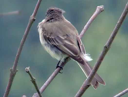 art, binoculars, bird, bird watching, birder, birdwatching, C and O Canal, C&O Canal, camera, camping, Class: Aves, Dark grayish brown back and head, DC, Dick Maley, digiscoping, Digital Camera, Eastern Phoebe, fee-bee, first banded bird in North America, Fuji Digital Camera S9600, Google Images, hiking, Hughes Hollow, Hunting Quarter Road, images, information, John James Audubon, Lighter underparts, loner, Marsh, Maryland, mating, MD, Montgomery County, nature, No eyering or conspicuous wingbars, North America, photo, photograph, photography, Photoshop, picture, Poolesville, Potomac, Potomac Maryland, refractor, Richard Maley, river, Sexes alike, Small songbird, species, telephoto, telescope, USA, Wags tail, Washington, Wetlands