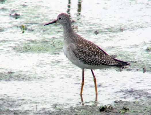 bird watching, C and O Canal, DC, Dick Maley, display, Fuji Digital Camera S9600, Hughes Hollow, Hunting Quarter Road, Marsh, Maryland, MD, Montgomery County, North America, photography, Poolesville, Potomac, Richard Maley, river, USA, Washington, Wetlands, Google Images, Lesser Yellowlegs