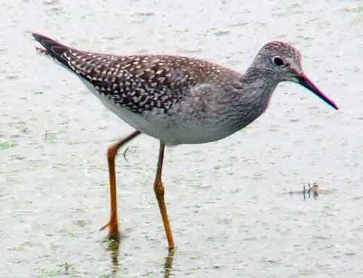 bird watching, C and O Canal, DC, Dick Maley, display, Fuji Digital Camera S9600, Hughes Hollow, Hunting Quarter Road, Marsh, Maryland, MD, Montgomery County, North America, photography, Poolesville, Potomac, Richard Maley, river, USA, Washington, Wetlands, Google Images, Lesser Yellowlegs