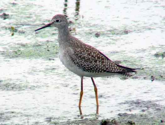 bird watching, C and O Canal, DC, Dick Maley, display, Fuji Digital Camera S9600, Hughes Hollow, Hunting Quarter Road, Marsh, Maryland, MD, Montgomery County, North America, photography, Poolesville, Potomac, Richard Maley, river, USA, Washington, Wetlands, Google Images, Lesser Yellowlegs