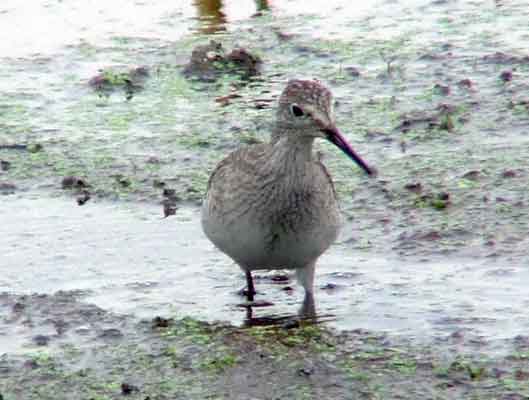 bird watching, C and O Canal, DC, Dick Maley, display, Fuji Digital Camera S9600, Hughes Hollow, Hunting Quarter Road, Marsh, Maryland, MD, Montgomery County, North America, photography, Poolesville, Potomac, Richard Maley, river, USA, Washington, Wetlands, Google Images, Lesser Yellowlegs