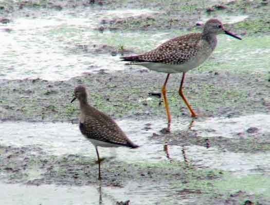 bird watching, C and O Canal, DC, Dick Maley, display, Fuji Digital Camera S9600, Hughes Hollow, Hunting Quarter Road, Marsh, Maryland, MD, Montgomery County, North America, photography, Poolesville, Potomac, Richard Maley, river, USA, Washington, Wetlands, Google Images, Lesser Yellowlegs