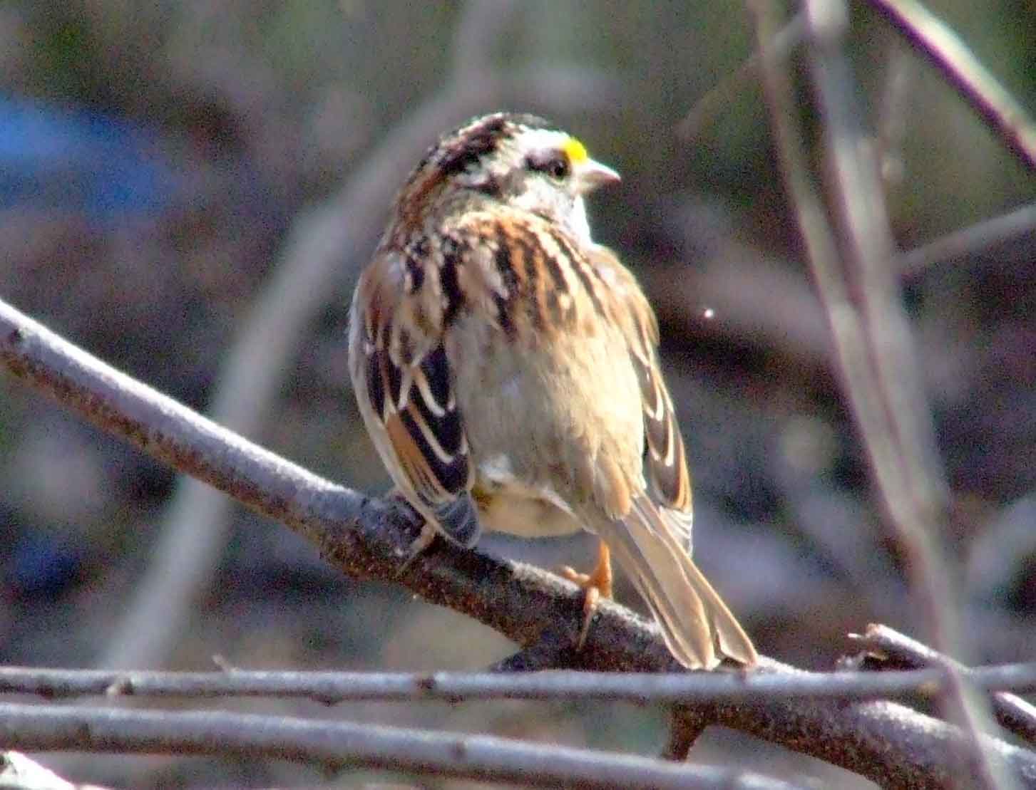 bird watching, C and O Canal, DC, Dick Maley, display, Fuji Digital Camera S9600, Hughes Hollow, Hunting Quarter Road, Marsh, Maryland, MD, Montgomery County, North America, photography, Poolesville, Potomac, Richard Maley, river, USA, Washington, Wetlands, Google Images, White-throated Sparrow