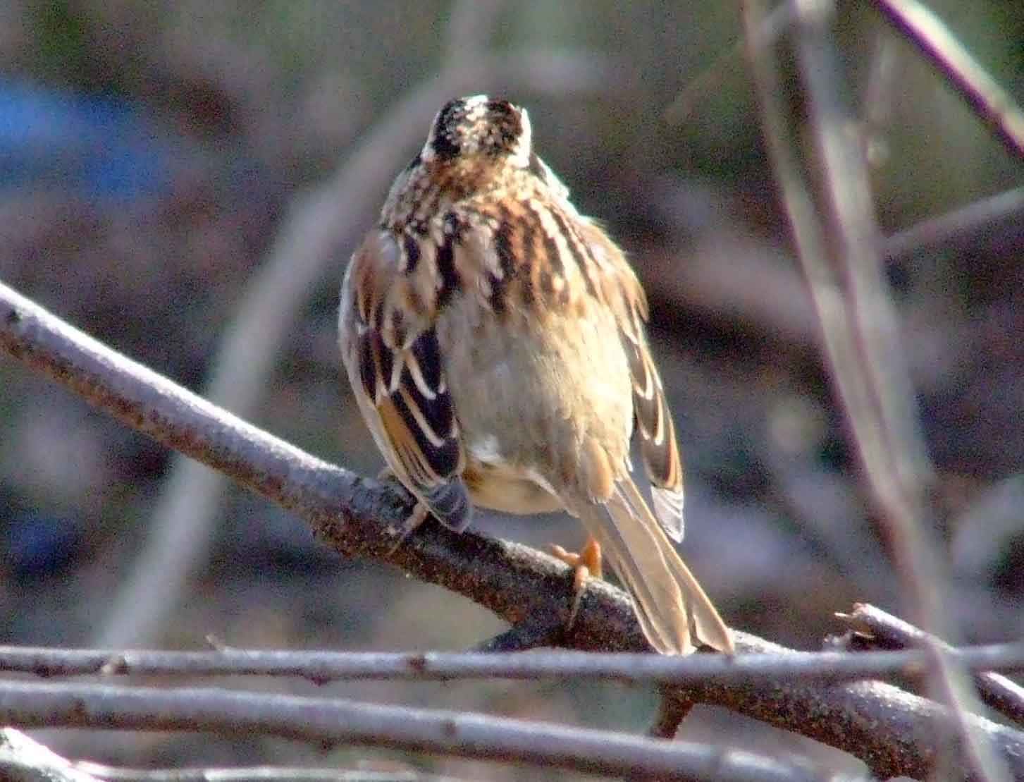 bird watching, C and O Canal, DC, Dick Maley, display, Fuji Digital Camera S9600, Hughes Hollow, Hunting Quarter Road, Marsh, Maryland, MD, Montgomery County, North America, photography, Poolesville, Potomac, Richard Maley, river, USA, Washington, Wetlands, Google Images, White-throated Sparrow