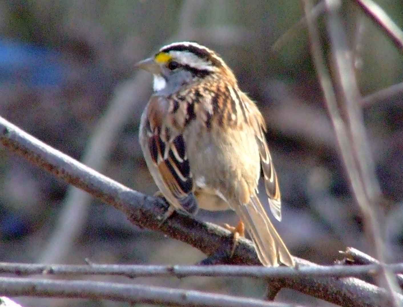 bird watching, C and O Canal, DC, Dick Maley, display, Fuji Digital Camera S9600, Hughes Hollow, Hunting Quarter Road, Marsh, Maryland, MD, Montgomery County, North America, photography, Poolesville, Potomac, Richard Maley, river, USA, Washington, Wetlands, Google Images, White-throated Sparrow