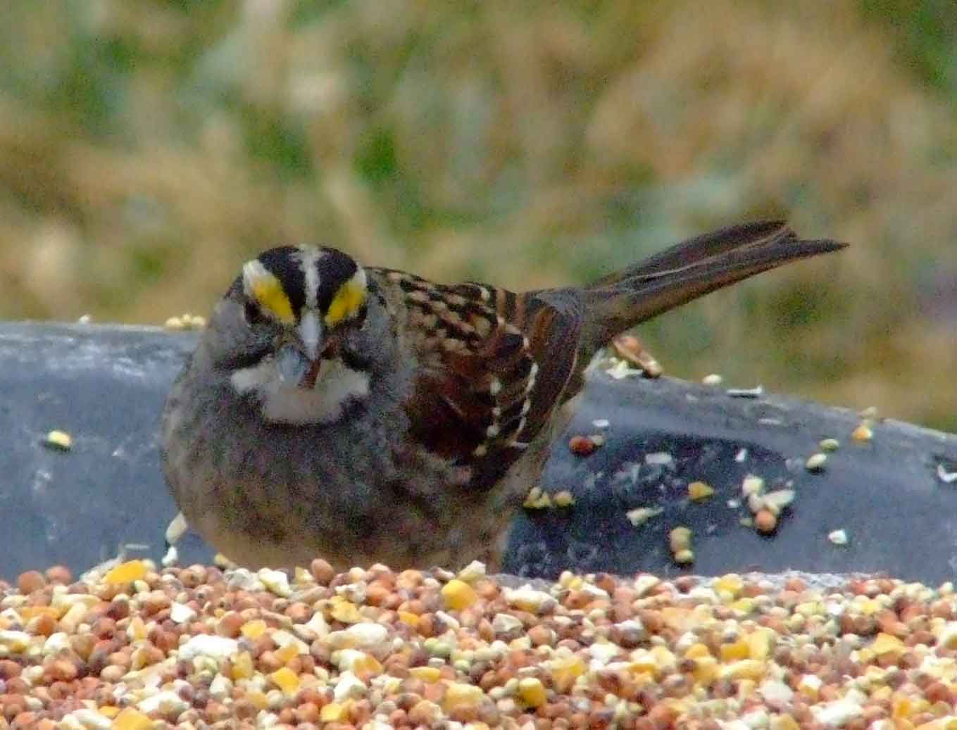 bird watching, C and O Canal, DC, Dick Maley, display, Fuji Digital Camera S9600, Hughes Hollow, Hunting Quarter Road, Marsh, Maryland, MD, Montgomery County, North America, photography, Poolesville, Potomac, Richard Maley, river, USA, Washington, Wetlands, Google Images, White-throated Sparrow