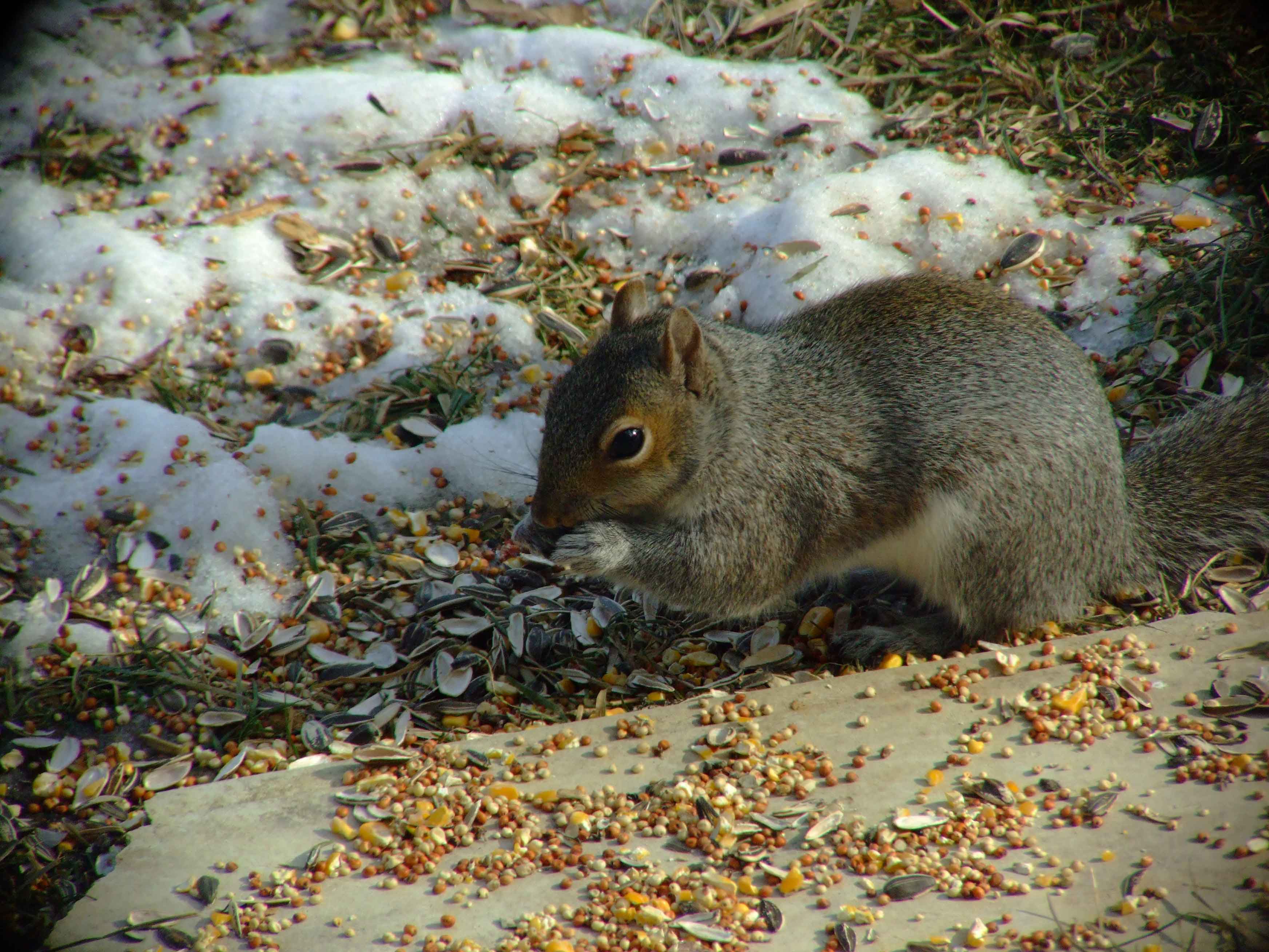 bird feeders, bird food, bird watching, C and O Canal, DC, Dick Maley, display, fancy rat, fluffy tail, Fuji Digital Camera S9600, Google Images, Hughes Hollow, Hunting Quarter Road, Marsh, Maryland, MD, Montgomery County, nature, North America, pests, photography, Poolesville, Potomac, Richard Maley, river, Squirrel, squirrel proof, USA, Washington, Wetlands