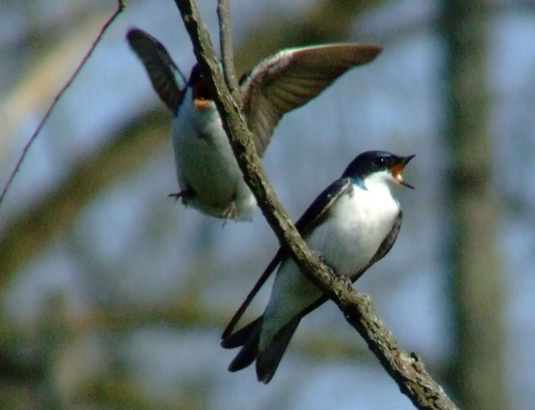 bird watching, C and O Canal, DC, Dick Maley, display, Fuji Digital Camera S9600, Hughes Hollow, Hunting Quarter Road, Marsh, Maryland, MD, Montgomery County, North America, photography, Poolesville, Potomac, Richard Maley, river, USA, Washington, Wetlands, Google Images, Tree Swallow