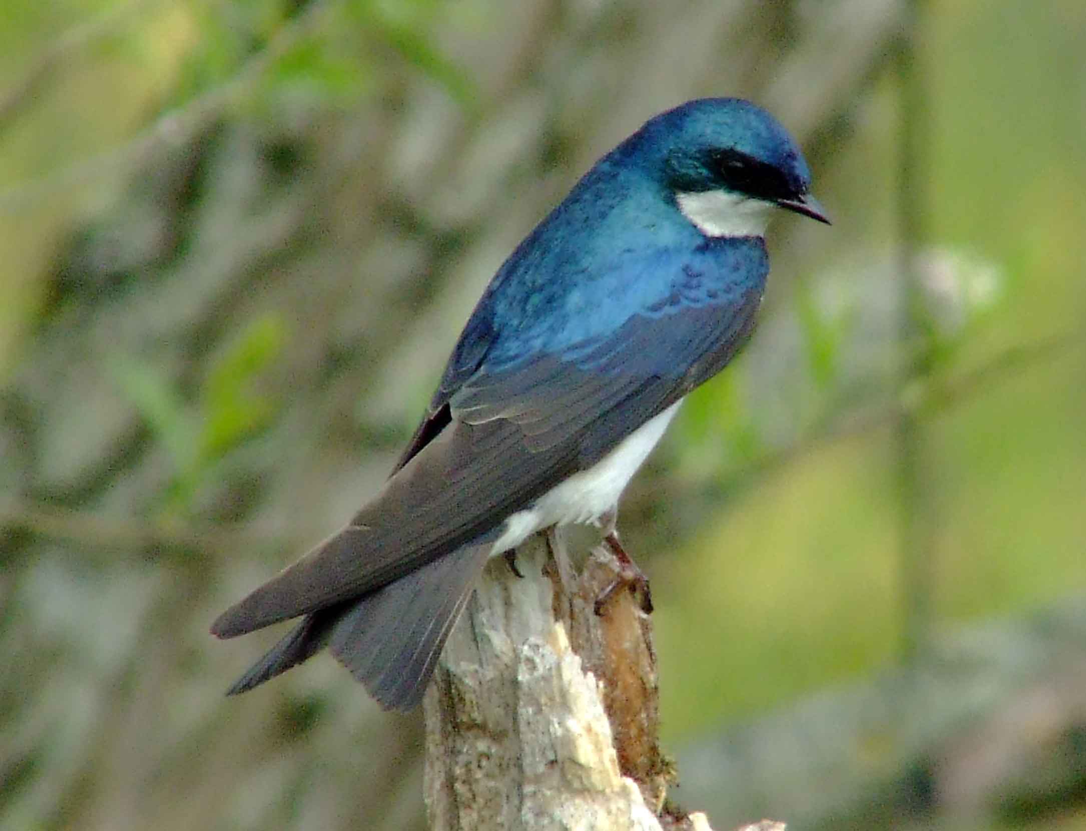 bird watching, C and O Canal, DC, Dick Maley, display, Fuji Digital Camera S9600, Hughes Hollow, Hunting Quarter Road, Marsh, Maryland, MD, Montgomery County, North America, photography, Poolesville, Potomac, Richard Maley, river, USA, Washington, Wetlands, Google Images, Tree Swallow