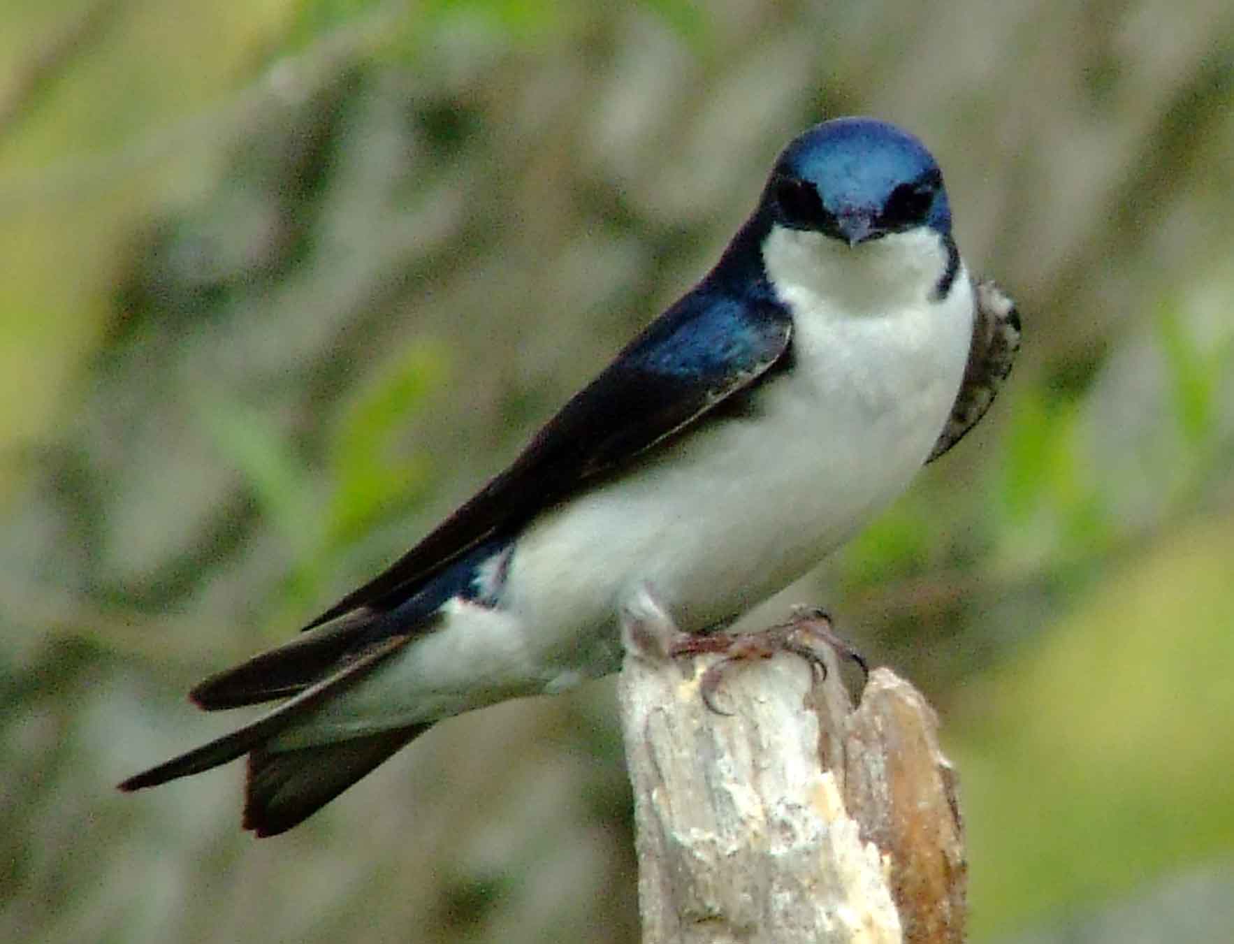 bird watching, C and O Canal, DC, Dick Maley, display, Fuji Digital Camera S9600, Hughes Hollow, Hunting Quarter Road, Marsh, Maryland, MD, Montgomery County, North America, photography, Poolesville, Potomac, Richard Maley, river, USA, Washington, Wetlands, Google Images, Tree Swallow