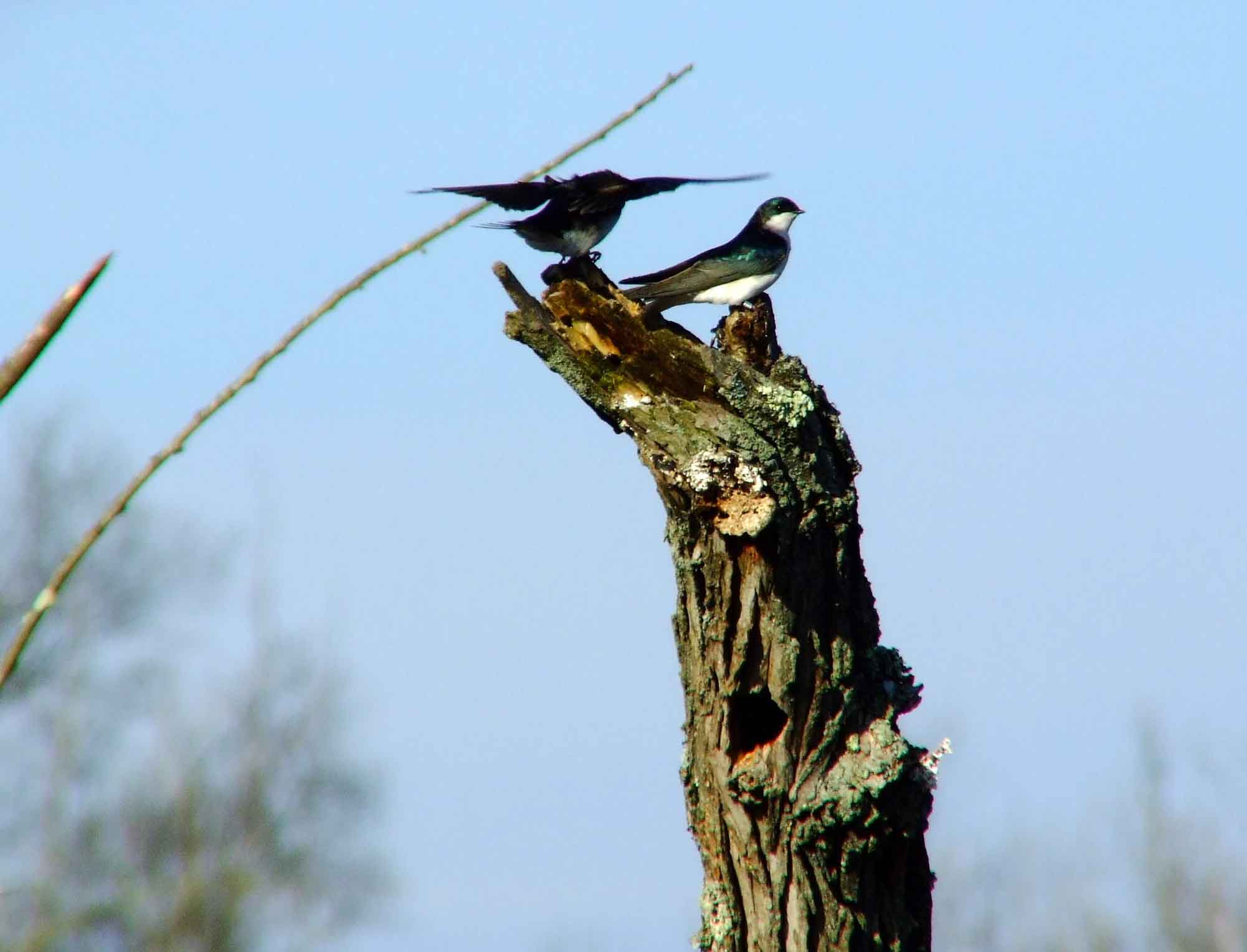 bird watching, C and O Canal, DC, Dick Maley, display, Fuji Digital Camera S9600, Hughes Hollow, Hunting Quarter Road, Marsh, Maryland, MD, Montgomery County, North America, photography, Poolesville, Potomac, Richard Maley, river, USA, Washington, Wetlands, Google Images, Tree Swallow