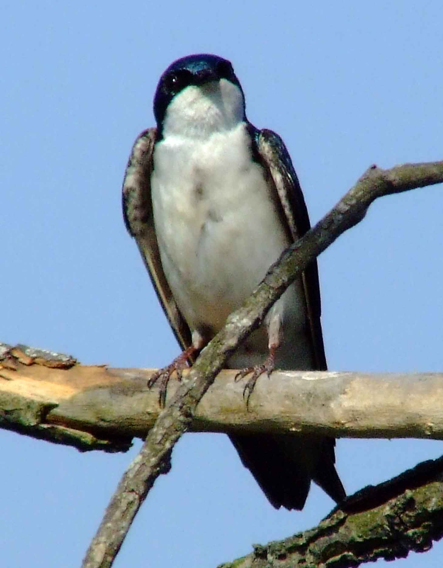 bird watching, C and O Canal, DC, Dick Maley, display, Fuji Digital Camera S9600, Hughes Hollow, Hunting Quarter Road, Marsh, Maryland, MD, Montgomery County, North America, photography, Poolesville, Potomac, Richard Maley, river, USA, Washington, Wetlands, Google Images, Tree Swallow