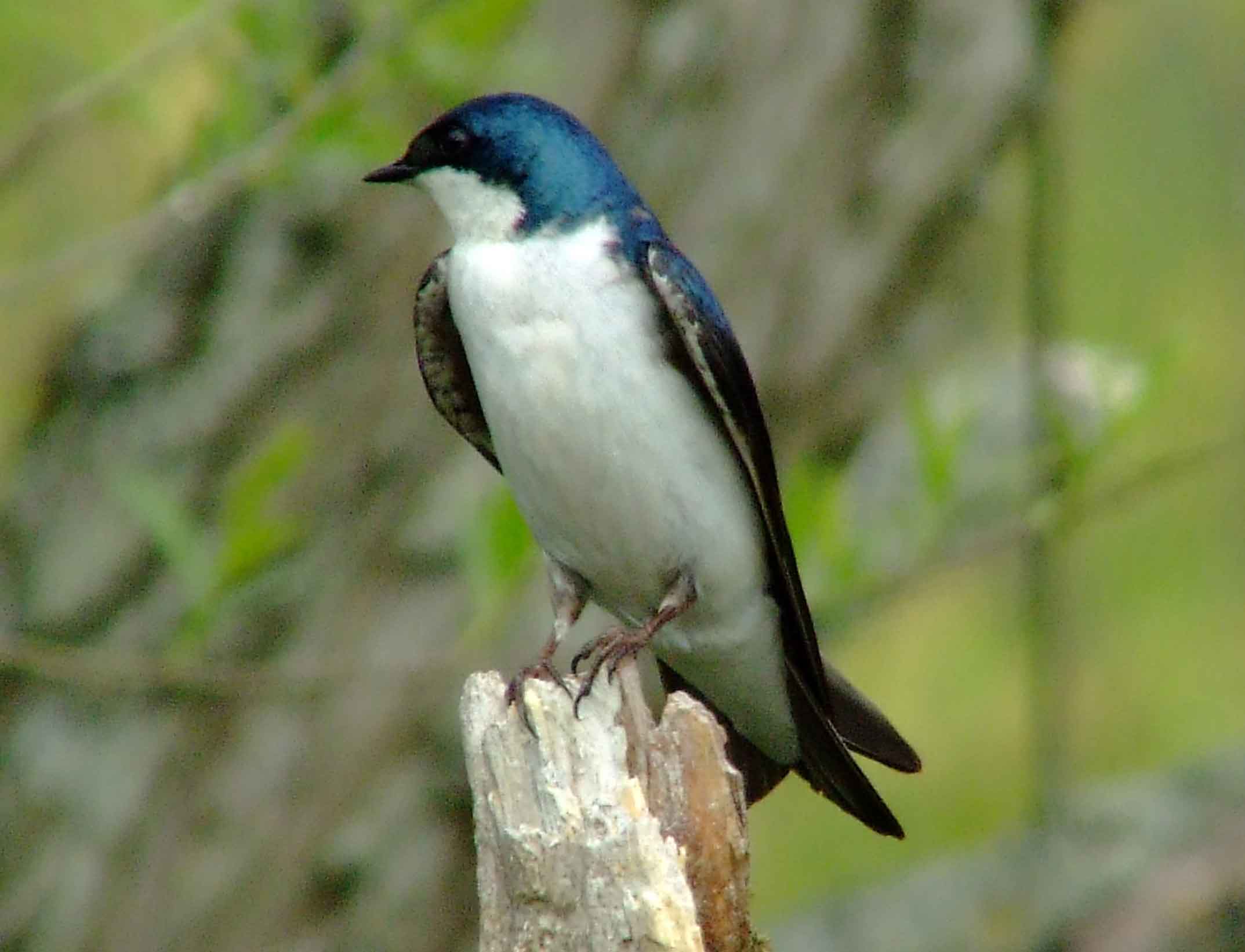 bird watching, C and O Canal, DC, Dick Maley, display, Fuji Digital Camera S9600, Hughes Hollow, Hunting Quarter Road, Marsh, Maryland, MD, Montgomery County, North America, photography, Poolesville, Potomac, Richard Maley, river, USA, Washington, Wetlands, Google Images, Tree Swallow