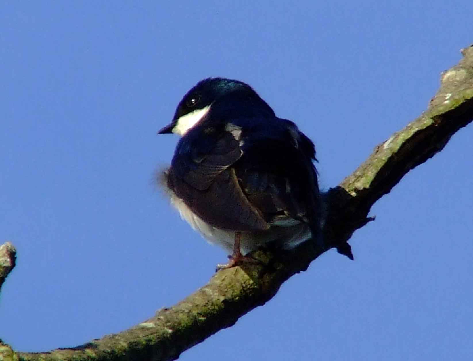 bird watching, C and O Canal, DC, Dick Maley, display, Fuji Digital Camera S9600, Hughes Hollow, Hunting Quarter Road, Marsh, Maryland, MD, Montgomery County, North America, photography, Poolesville, Potomac, Richard Maley, river, USA, Washington, Wetlands, Google Images, Tree Swallow