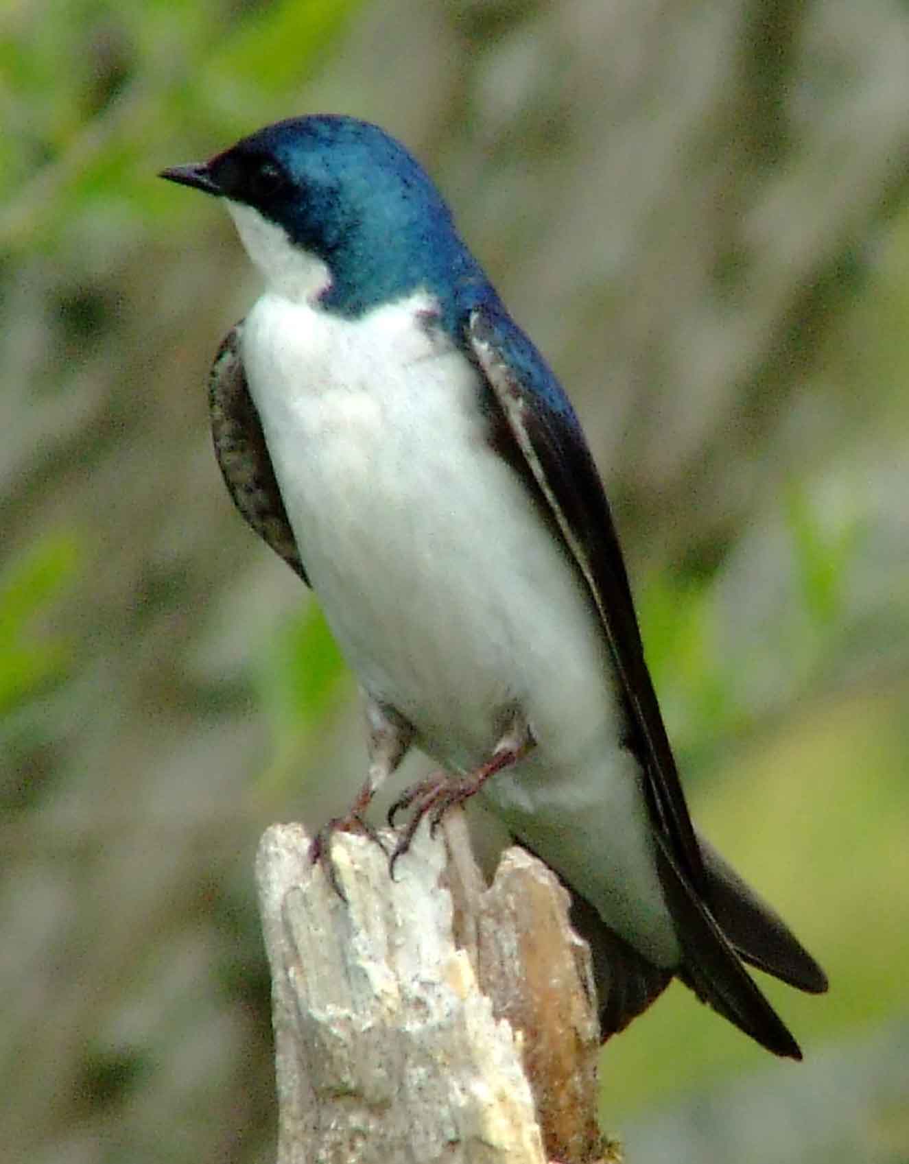 bird watching, C and O Canal, DC, Dick Maley, display, Fuji Digital Camera S9600, Hughes Hollow, Hunting Quarter Road, Marsh, Maryland, MD, Montgomery County, North America, photography, Poolesville, Potomac, Richard Maley, river, USA, Washington, Wetlands, Google Images, Tree Swallow