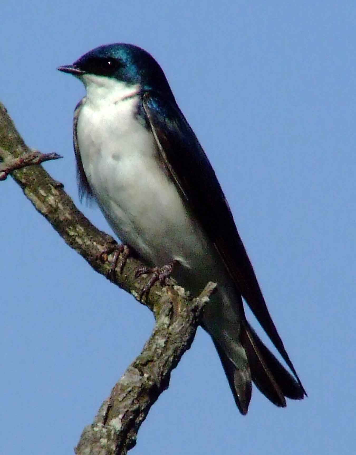 bird watching, C and O Canal, DC, Dick Maley, display, Fuji Digital Camera S9600, Hughes Hollow, Hunting Quarter Road, Marsh, Maryland, MD, Montgomery County, North America, photography, Poolesville, Potomac, Richard Maley, river, USA, Washington, Wetlands, Google Images, Tree Swallow