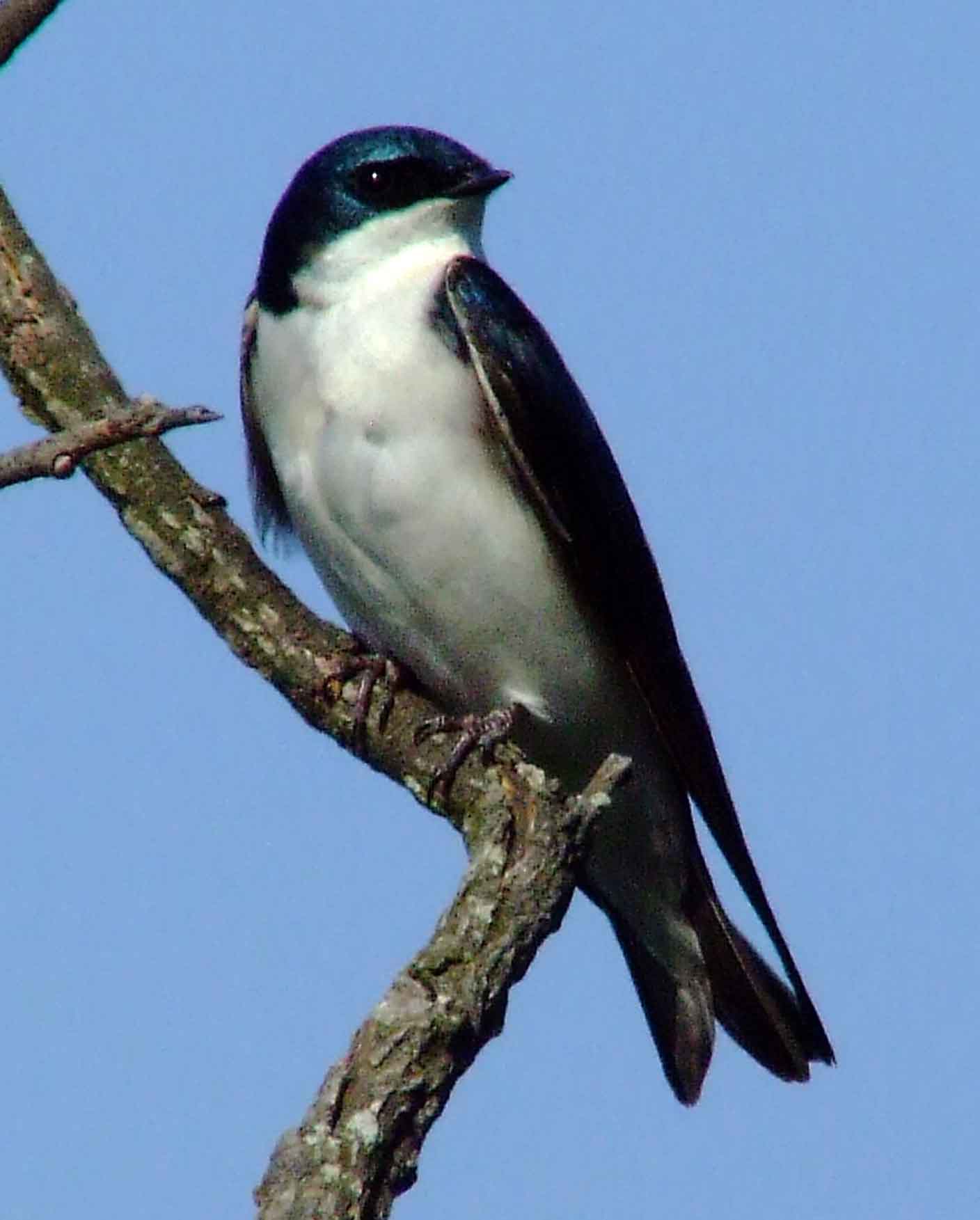 bird watching, C and O Canal, DC, Dick Maley, display, Fuji Digital Camera S9600, Hughes Hollow, Hunting Quarter Road, Marsh, Maryland, MD, Montgomery County, North America, photography, Poolesville, Potomac, Richard Maley, river, USA, Washington, Wetlands, Google Images, Tree Swallow