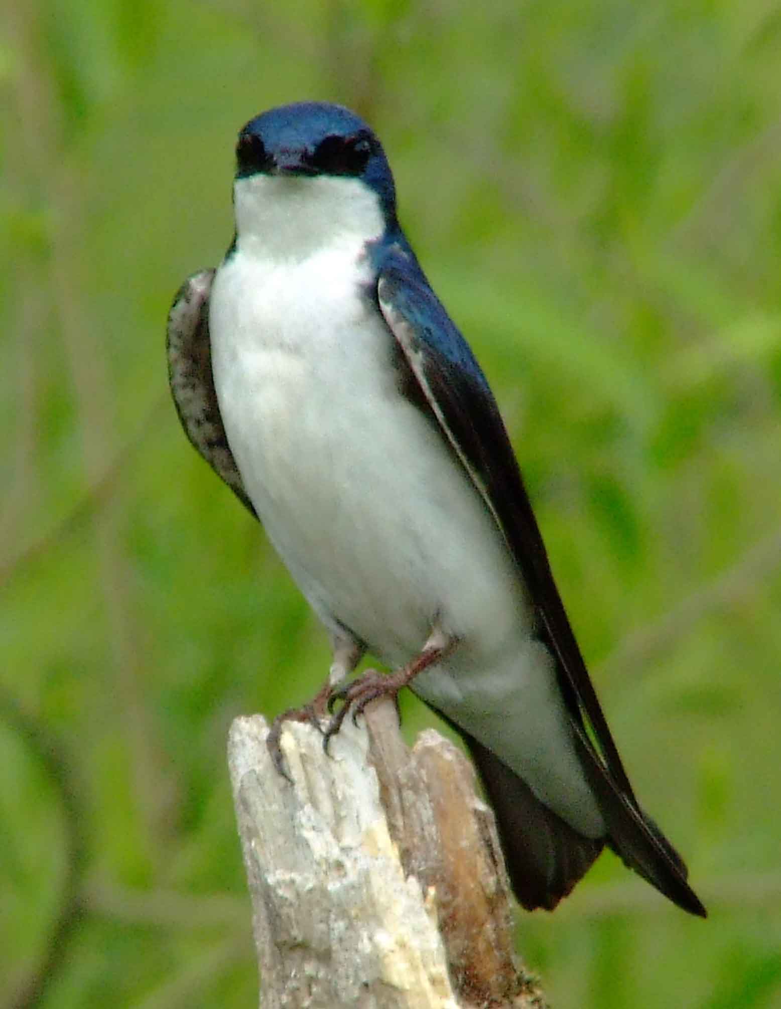 bird watching, C and O Canal, DC, Dick Maley, display, Fuji Digital Camera S9600, Hughes Hollow, Hunting Quarter Road, Marsh, Maryland, MD, Montgomery County, North America, photography, Poolesville, Potomac, Richard Maley, river, USA, Washington, Wetlands, Google Images, Tree Swallow