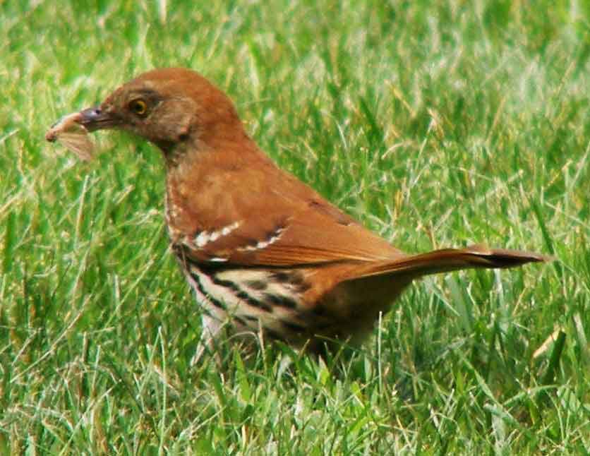 bird watching, C and O Canal, DC, Dick Maley, display, Fuji Digital Camera S9600, Hughes Hollow, Hunting Quarter Road, Marsh, Maryland, MD, Montgomery County, North America, photography, Poolesville, Potomac, Richard Maley, river, USA, Washington, Wetlands, Google Images, Brown Thrasher