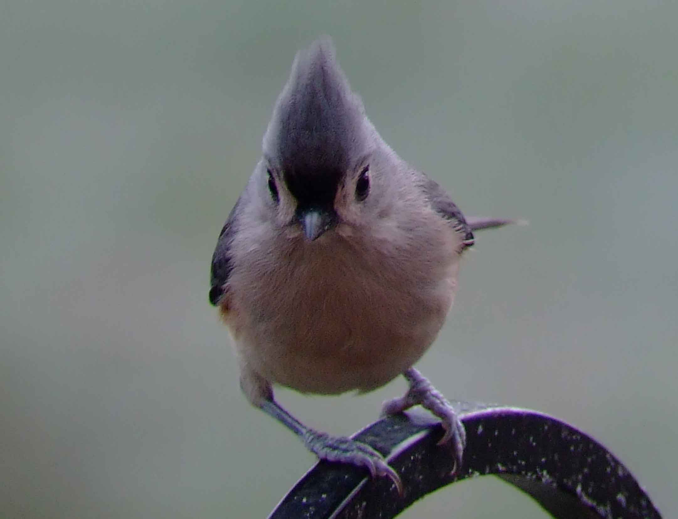 binoculars, bird watching, C&O Canal, camera, carolina wren, Class:Aves, DC, Dick Maley, digiscoping, display, Family:Paridae, focus, Fuji Digital Camera S9600, Genus:Parus, hiking, Hughes Hollow, Hunting Quarter Road, in focus, Infraclass:Neognathae, Infraorder:Passerida, Kingdom:	Animalia, Marsh, Maryland, mating, MD, Montgomery County, nature, North America, Order:Passeriformes, photography, photoshop, Phylum:Chordata, Poolesville, Potomac, Potomac Maryland, refractor, resolution, Richard Maley, ritual, river, sharp, Species:Parus bicolor, Subclass:Neornithes, Suborder:	Passeri, Superorder:Neoaves, telephoto, telescope, tufted titmouse, USA, Washington, Wetlands