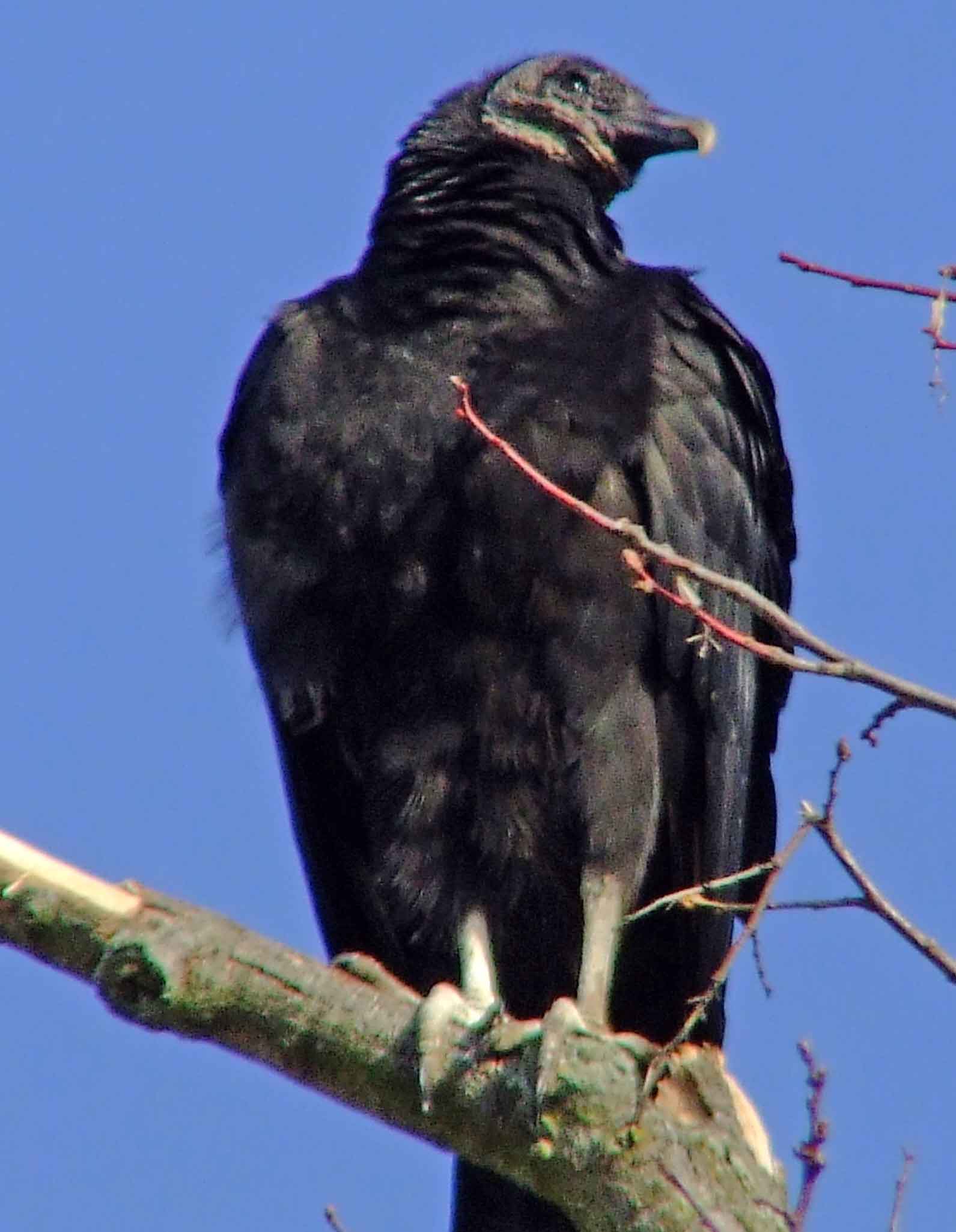 bird watching, C and O Canal, DC, Dick Maley, display, Fuji Digital Camera S9600, Hughes Hollow, Hunting Quarter Road, Marsh, Maryland, MD, Montgomery County, North America, photography, Poolesville, Potomac, Richard Maley, river, USA, Washington, Wetlands, Google Images, Black Vulture