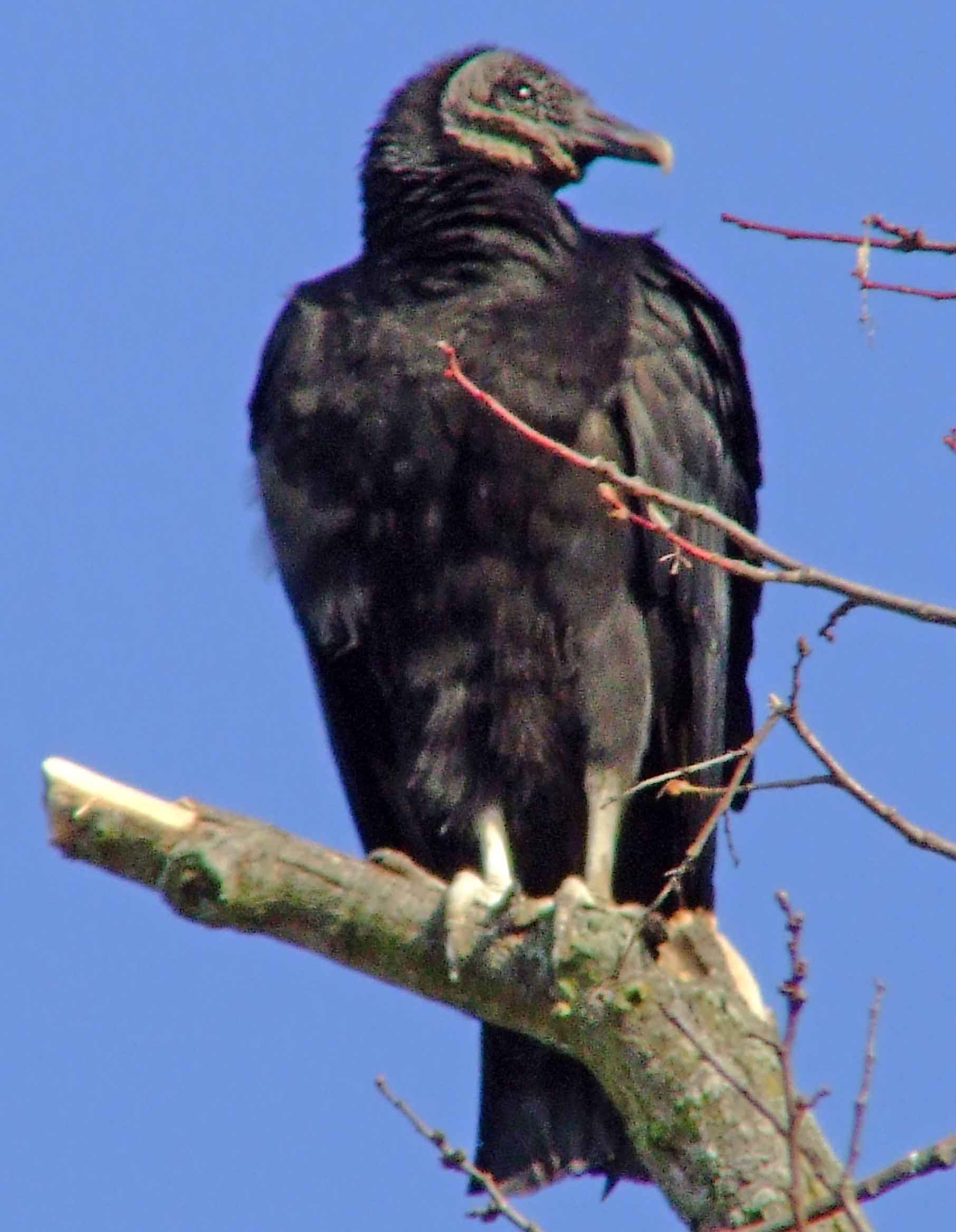 bird watching, C and O Canal, DC, Dick Maley, display, Fuji Digital Camera S9600, Hughes Hollow, Hunting Quarter Road, Marsh, Maryland, MD, Montgomery County, North America, photography, Poolesville, Potomac, Richard Maley, river, USA, Washington, Wetlands, Google Images, Black Vulture