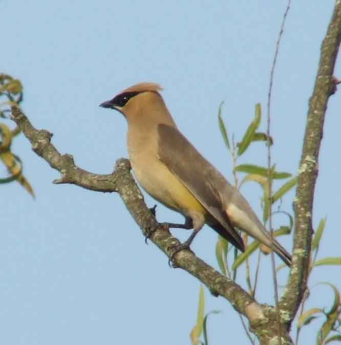 bird watching, C and O Canal, DC, Dick Maley, display, Fuji Digital Camera S9600, Hughes Hollow, Hunting Quarter Road, Marsh, Maryland, MD, Montgomery County, North America, photography, Poolesville, Potomac, Richard Maley, river, USA, Washington, Wetlands, Google Images, Cedar Waxwing