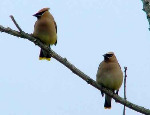 bird watching, C and O Canal, DC, Dick Maley, display, Fuji Digital Camera S9600, Hughes Hollow, Hunting Quarter Road, Marsh, Maryland, MD, Montgomery County, North America, photography, Poolesville, Potomac, Richard Maley, river, USA, Washington, Wetlands, Google Images, Cedar Waxwing