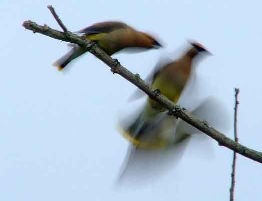 bird watching, C and O Canal, DC, Dick Maley, display, Fuji Digital Camera S9600, Hughes Hollow, Hunting Quarter Road, Marsh, Maryland, MD, Montgomery County, North America, photography, Poolesville, Potomac, Richard Maley, river, USA, Washington, Wetlands, Google Images, Cedar Waxwing