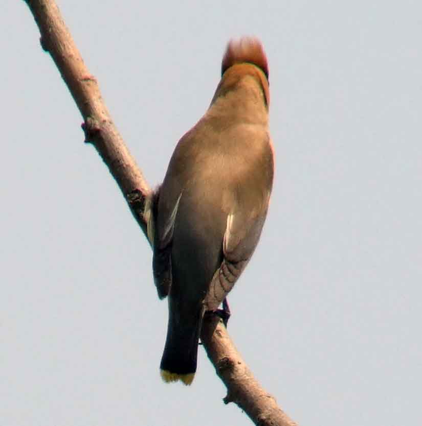 bird watching, C and O Canal, DC, Dick Maley, display, Fuji Digital Camera S9600, Hughes Hollow, Hunting Quarter Road, Marsh, Maryland, MD, Montgomery County, North America, photography, Poolesville, Potomac, Richard Maley, river, USA, Washington, Wetlands, Google Images, Cedar Waxwing