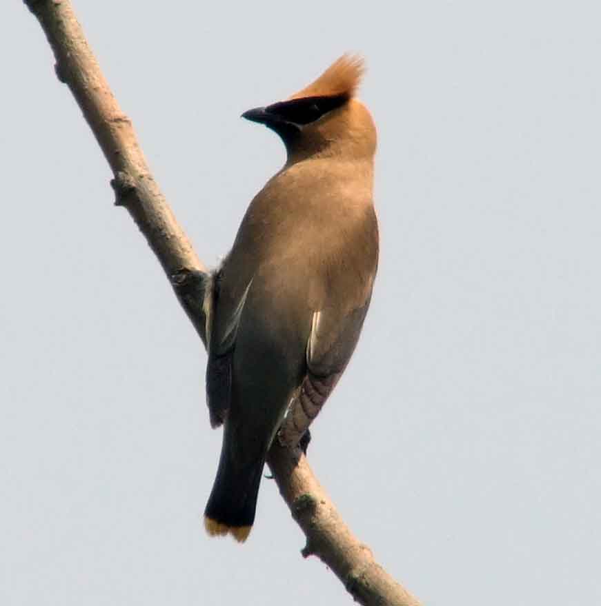 bird watching, C and O Canal, DC, Dick Maley, display, Fuji Digital Camera S9600, Hughes Hollow, Hunting Quarter Road, Marsh, Maryland, MD, Montgomery County, North America, photography, Poolesville, Potomac, Richard Maley, river, USA, Washington, Wetlands, Google Images, Cedar Waxwing