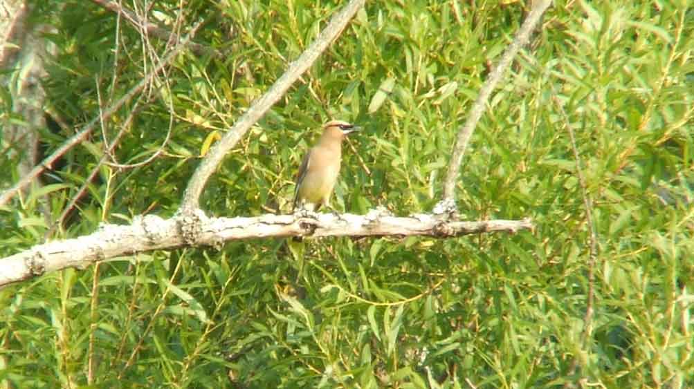 bird watching, C and O Canal, DC, Dick Maley, display, Fuji Digital Camera S9600, Hughes Hollow, Hunting Quarter Road, Marsh, Maryland, MD, Montgomery County, North America, photography, Poolesville, Potomac, Richard Maley, river, USA, Washington, Wetlands, Google Images, Cedar Waxwing