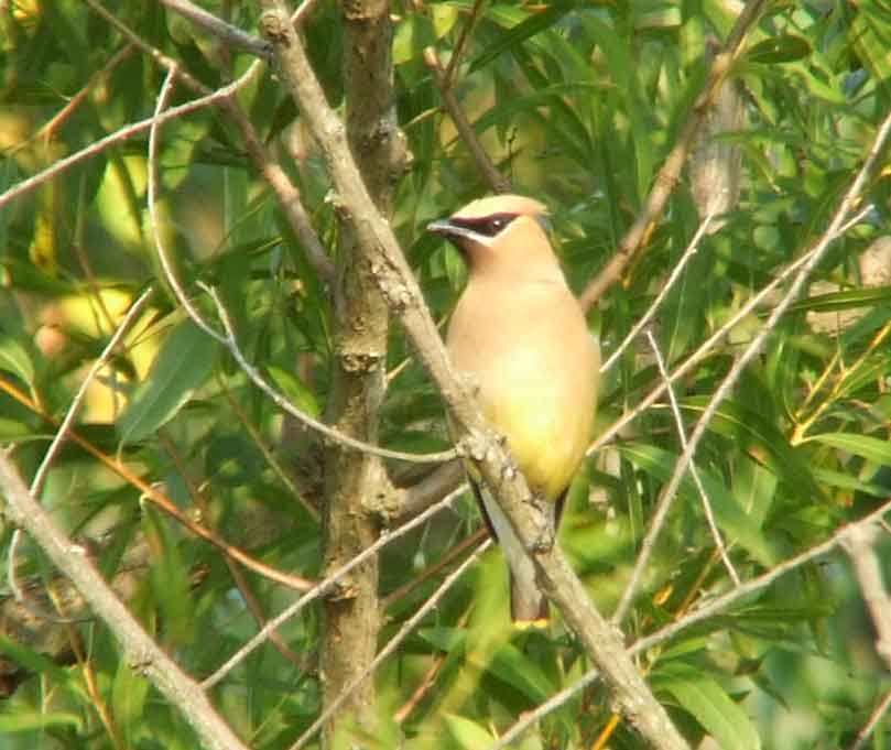 bird watching, C and O Canal, DC, Dick Maley, display, Fuji Digital Camera S9600, Hughes Hollow, Hunting Quarter Road, Marsh, Maryland, MD, Montgomery County, North America, photography, Poolesville, Potomac, Richard Maley, river, USA, Washington, Wetlands, Google Images, Cedar Waxwing