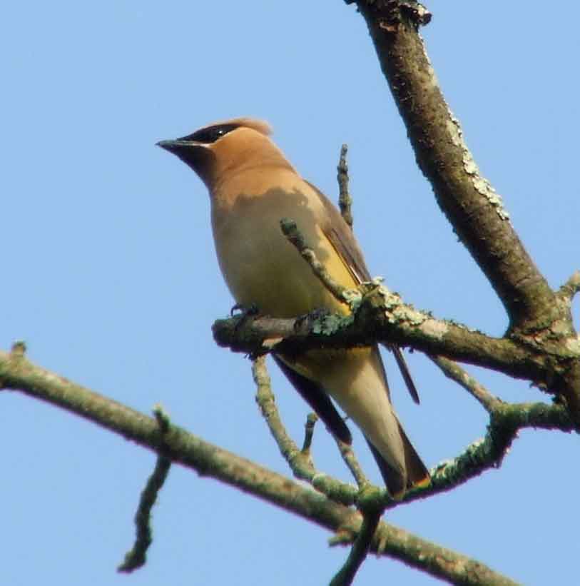 bird watching, C and O Canal, DC, Dick Maley, display, Fuji Digital Camera S9600, Hughes Hollow, Hunting Quarter Road, Marsh, Maryland, MD, Montgomery County, North America, photography, Poolesville, Potomac, Richard Maley, river, USA, Washington, Wetlands, Google Images, Cedar Waxwing