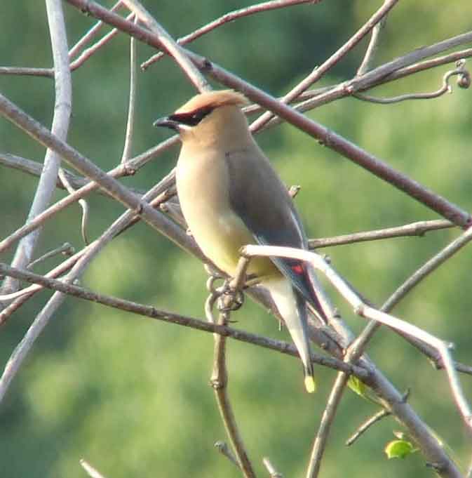 bird watching, C and O Canal, DC, Dick Maley, display, Fuji Digital Camera S9600, Hughes Hollow, Hunting Quarter Road, Marsh, Maryland, MD, Montgomery County, North America, photography, Poolesville, Potomac, Richard Maley, river, USA, Washington, Wetlands, Google Images, Cedar Waxwing