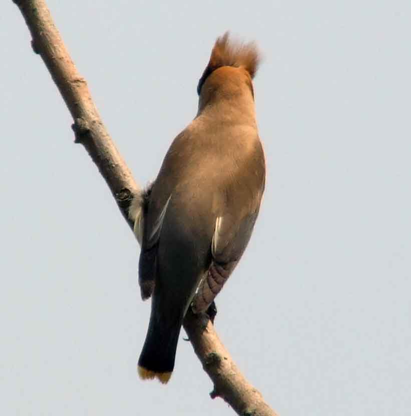 bird watching, C and O Canal, DC, Dick Maley, display, Fuji Digital Camera S9600, Hughes Hollow, Hunting Quarter Road, Marsh, Maryland, MD, Montgomery County, North America, photography, Poolesville, Potomac, Richard Maley, river, USA, Washington, Wetlands, Google Images, Cedar Waxwing