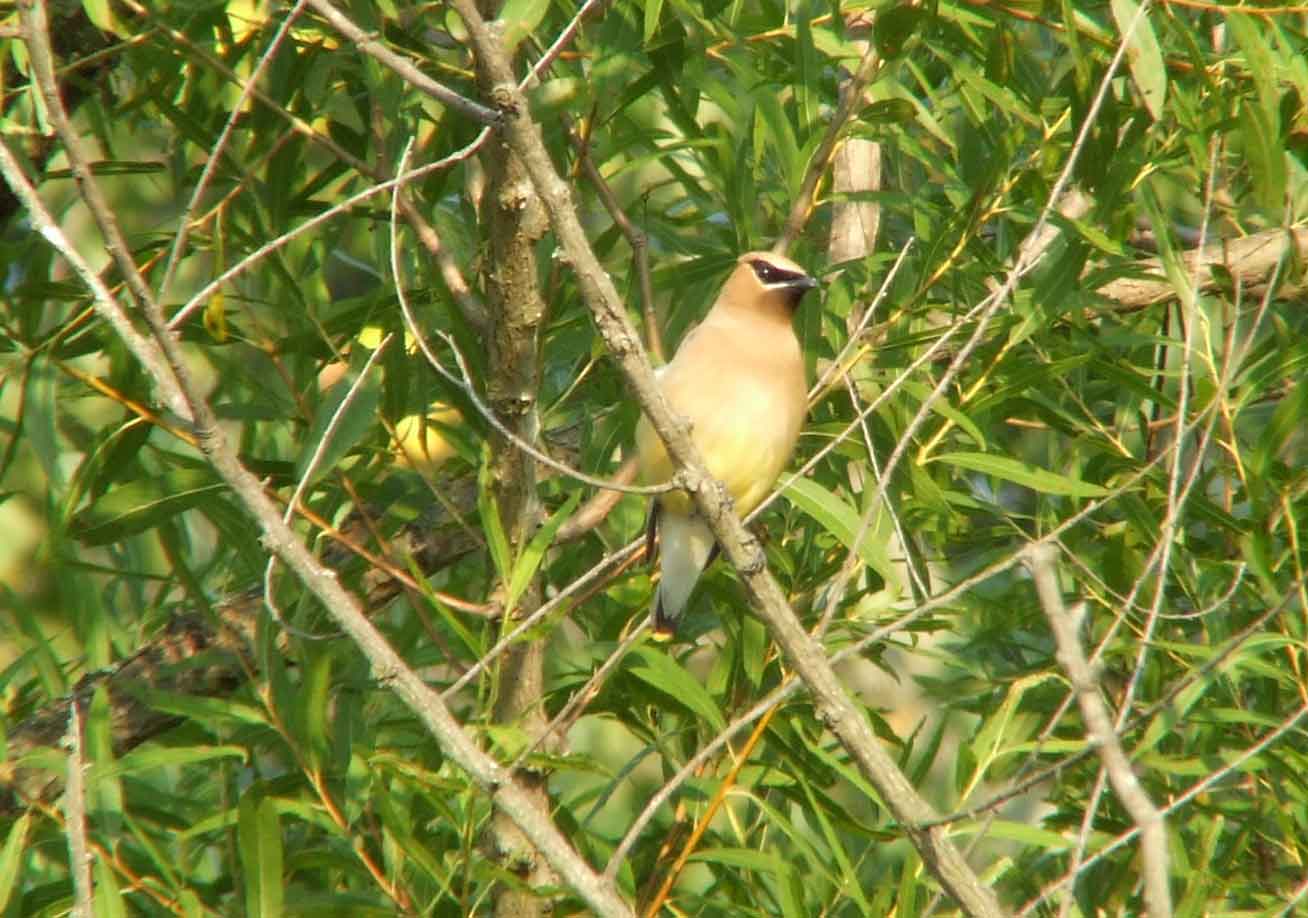 bird watching, C and O Canal, DC, Dick Maley, display, Fuji Digital Camera S9600, Hughes Hollow, Hunting Quarter Road, Marsh, Maryland, MD, Montgomery County, North America, photography, Poolesville, Potomac, Richard Maley, river, USA, Washington, Wetlands, Google Images, Cedar Waxwing