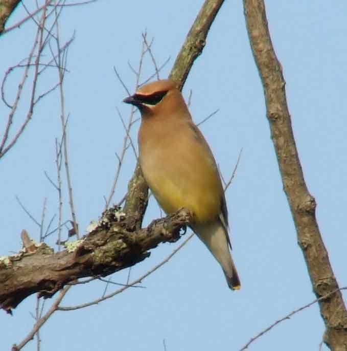 bird watching, C and O Canal, DC, Dick Maley, display, Fuji Digital Camera S9600, Hughes Hollow, Hunting Quarter Road, Marsh, Maryland, MD, Montgomery County, North America, photography, Poolesville, Potomac, Richard Maley, river, USA, Washington, Wetlands, Google Images, Cedar Waxwing