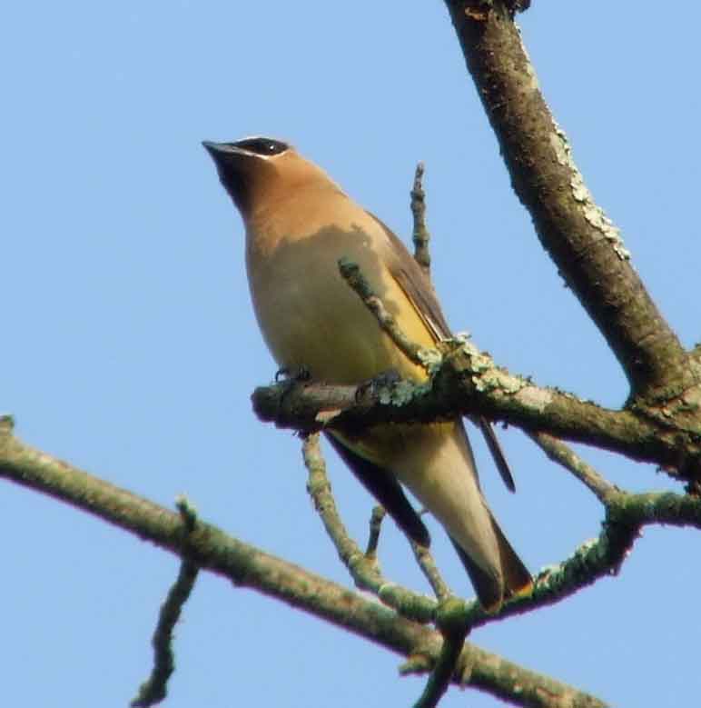 bird watching, C and O Canal, DC, Dick Maley, display, Fuji Digital Camera S9600, Hughes Hollow, Hunting Quarter Road, Marsh, Maryland, MD, Montgomery County, North America, photography, Poolesville, Potomac, Richard Maley, river, USA, Washington, Wetlands, Google Images, Cedar Waxwing