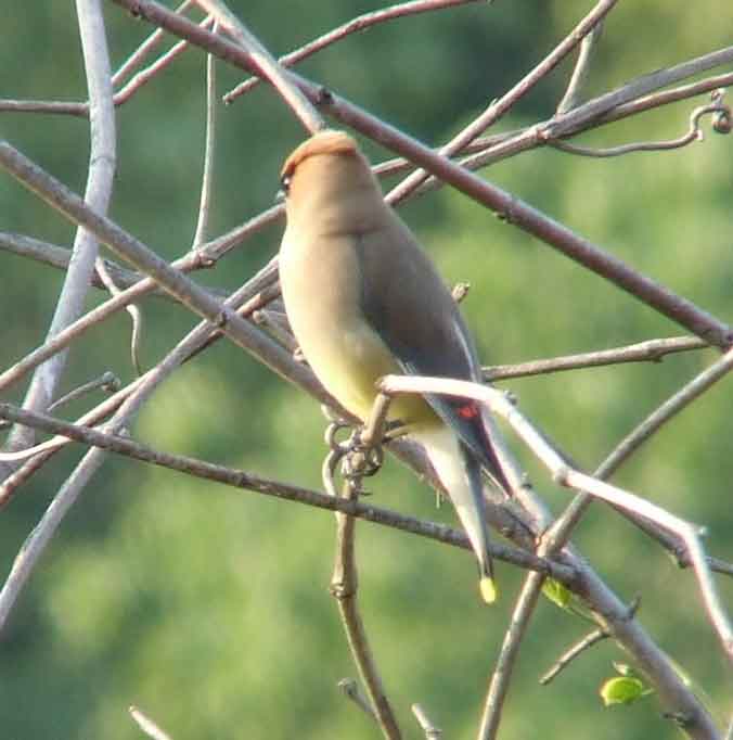 bird watching, C and O Canal, DC, Dick Maley, display, Fuji Digital Camera S9600, Hughes Hollow, Hunting Quarter Road, Marsh, Maryland, MD, Montgomery County, North America, photography, Poolesville, Potomac, Richard Maley, river, USA, Washington, Wetlands, Google Images, Cedar Waxwing