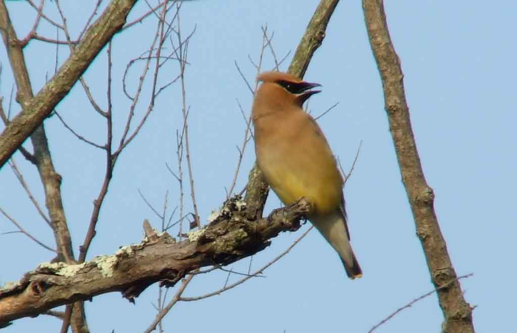 bird watching, C and O Canal, DC, Dick Maley, display, Fuji Digital Camera S9600, Hughes Hollow, Hunting Quarter Road, Marsh, Maryland, MD, Montgomery County, North America, photography, Poolesville, Potomac, Richard Maley, river, USA, Washington, Wetlands, Google Images, Cedar Waxwing