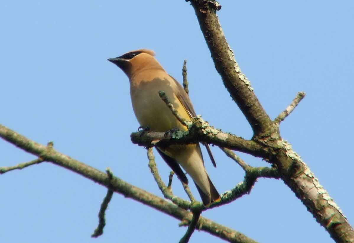 bird watching, C and O Canal, DC, Dick Maley, display, Fuji Digital Camera S9600, Hughes Hollow, Hunting Quarter Road, Marsh, Maryland, MD, Montgomery County, North America, photography, Poolesville, Potomac, Richard Maley, river, USA, Washington, Wetlands, Google Images, Cedar Waxwing