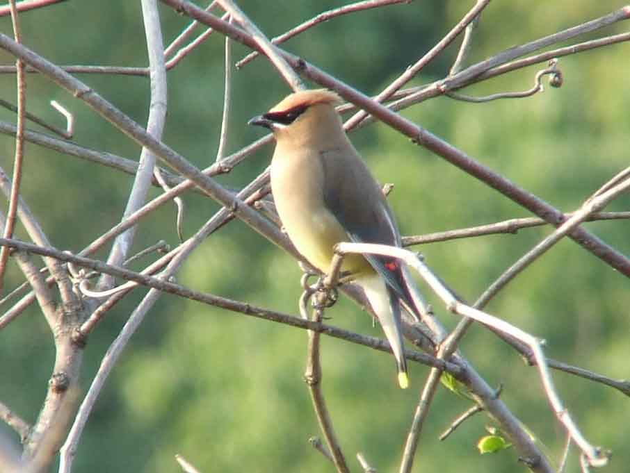 bird watching, C and O Canal, DC, Dick Maley, display, Fuji Digital Camera S9600, Hughes Hollow, Hunting Quarter Road, Marsh, Maryland, MD, Montgomery County, North America, photography, Poolesville, Potomac, Richard Maley, river, USA, Washington, Wetlands, Google Images, Cedar Waxwing